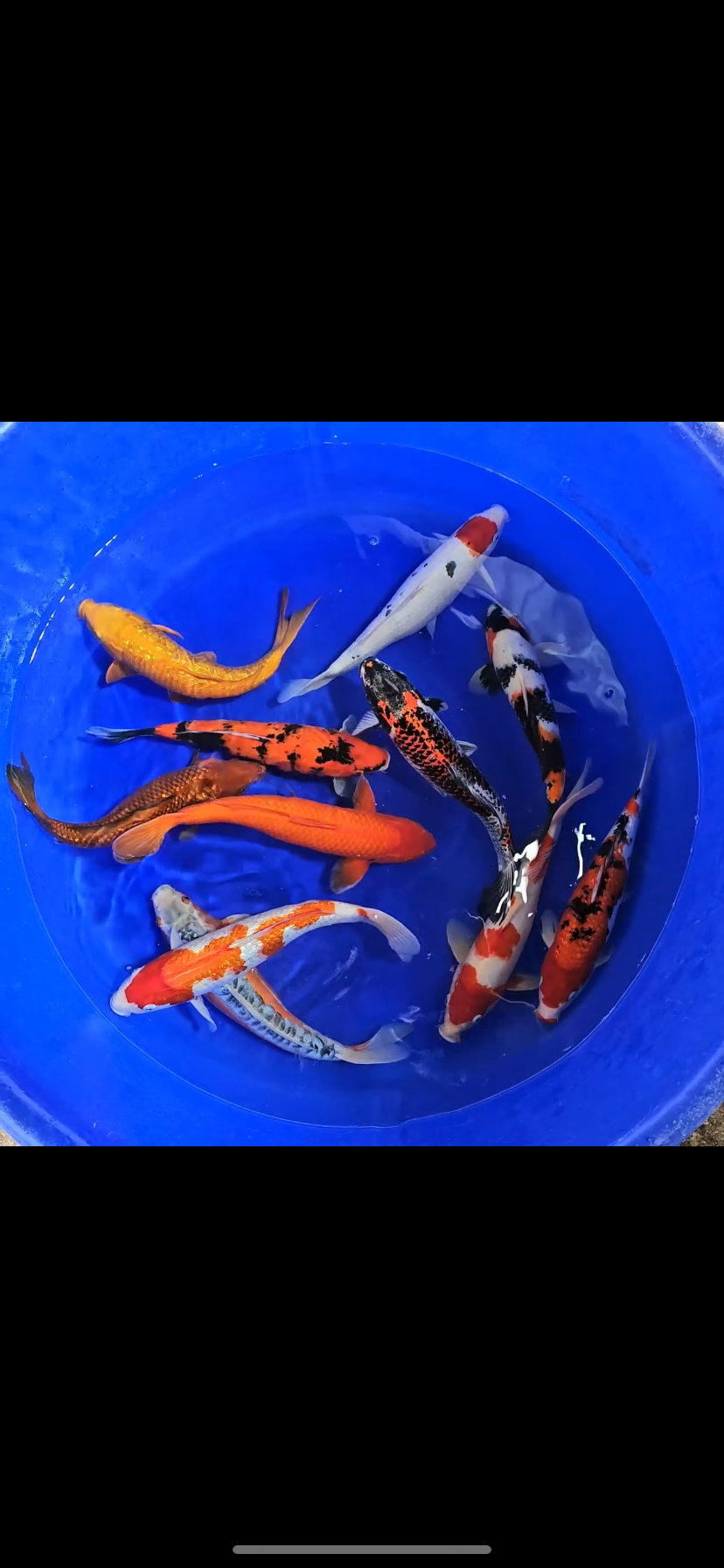 Koi Carp Top Grade 12-14”