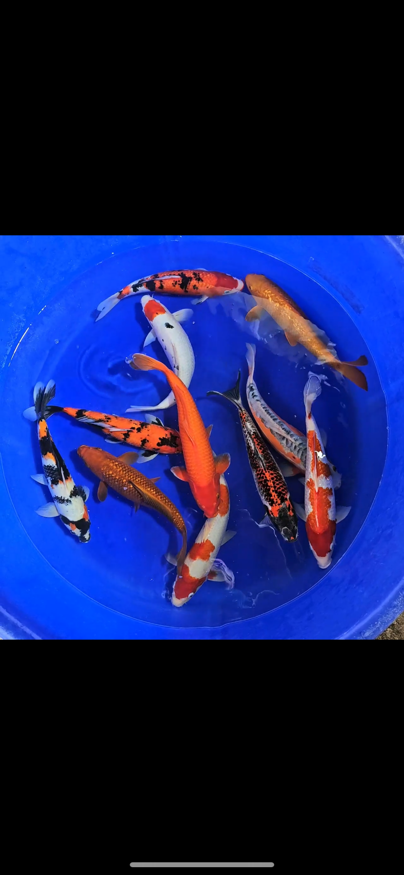 Koi Carp  Top Grade 12-14”