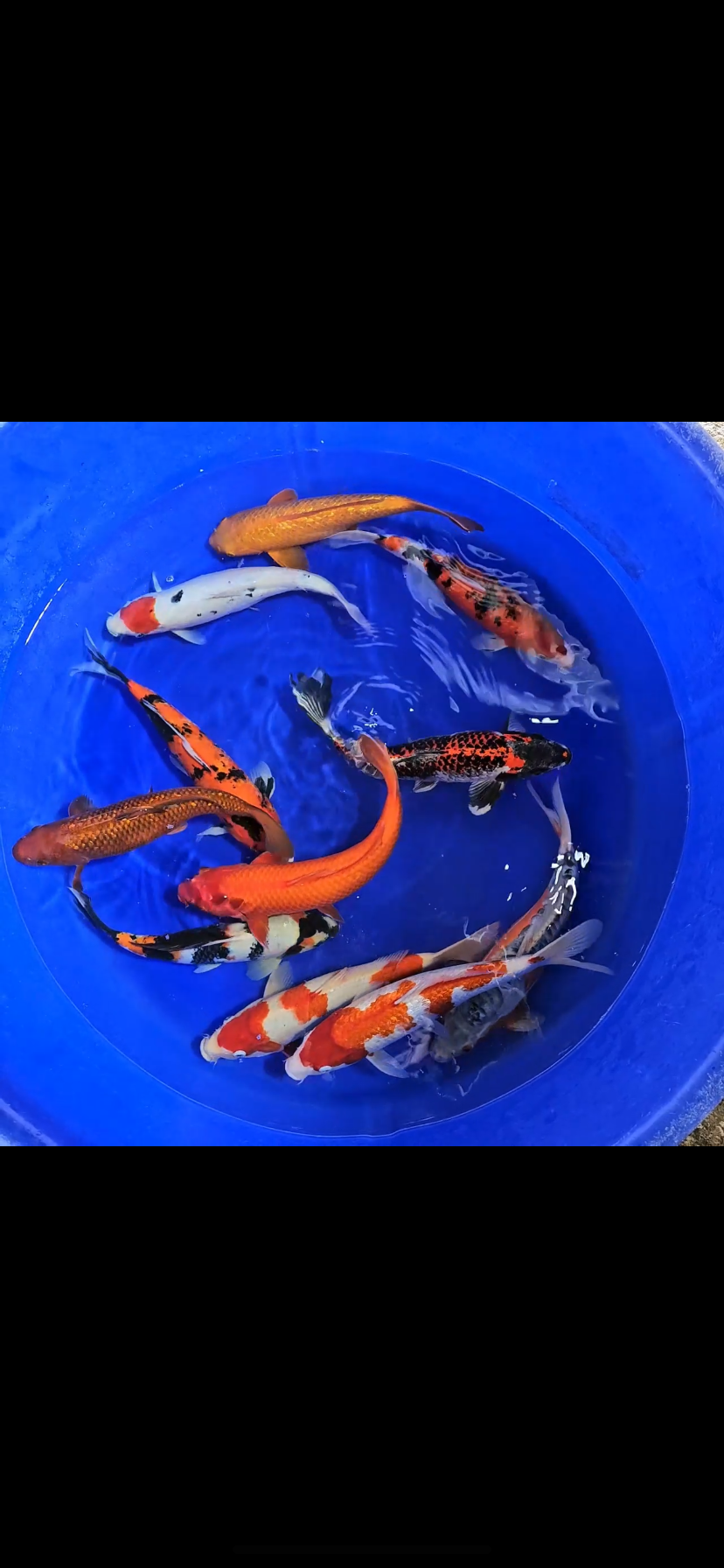 Koi Carp  Top Grade 12-14”