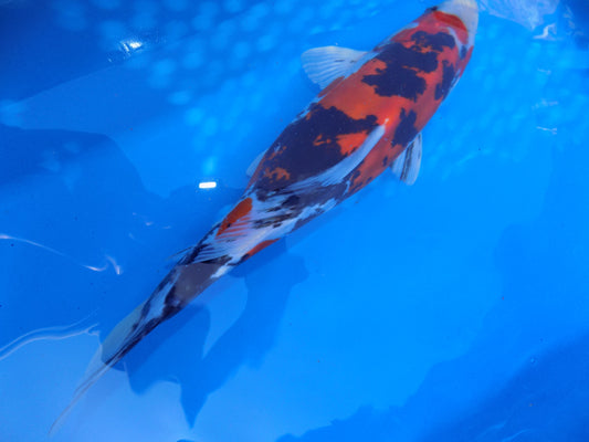 Koi Carp Doitsu Showa High Grade 14"-16"