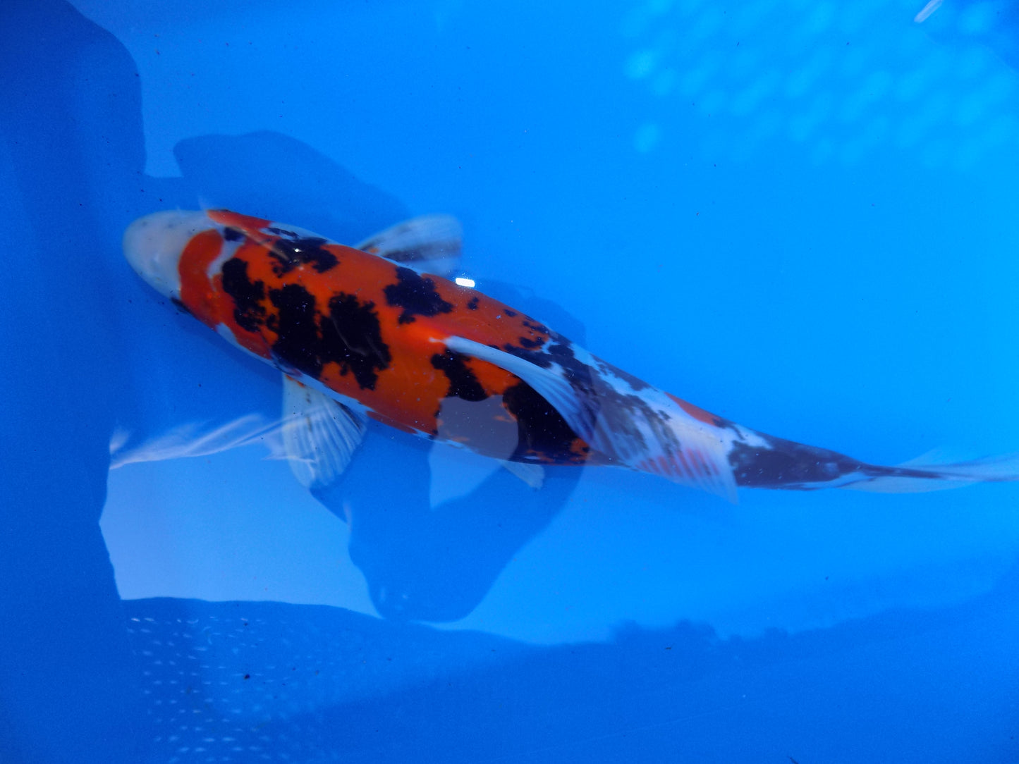 Koi Carp Doitsu Showa  High Grade 14"-16"