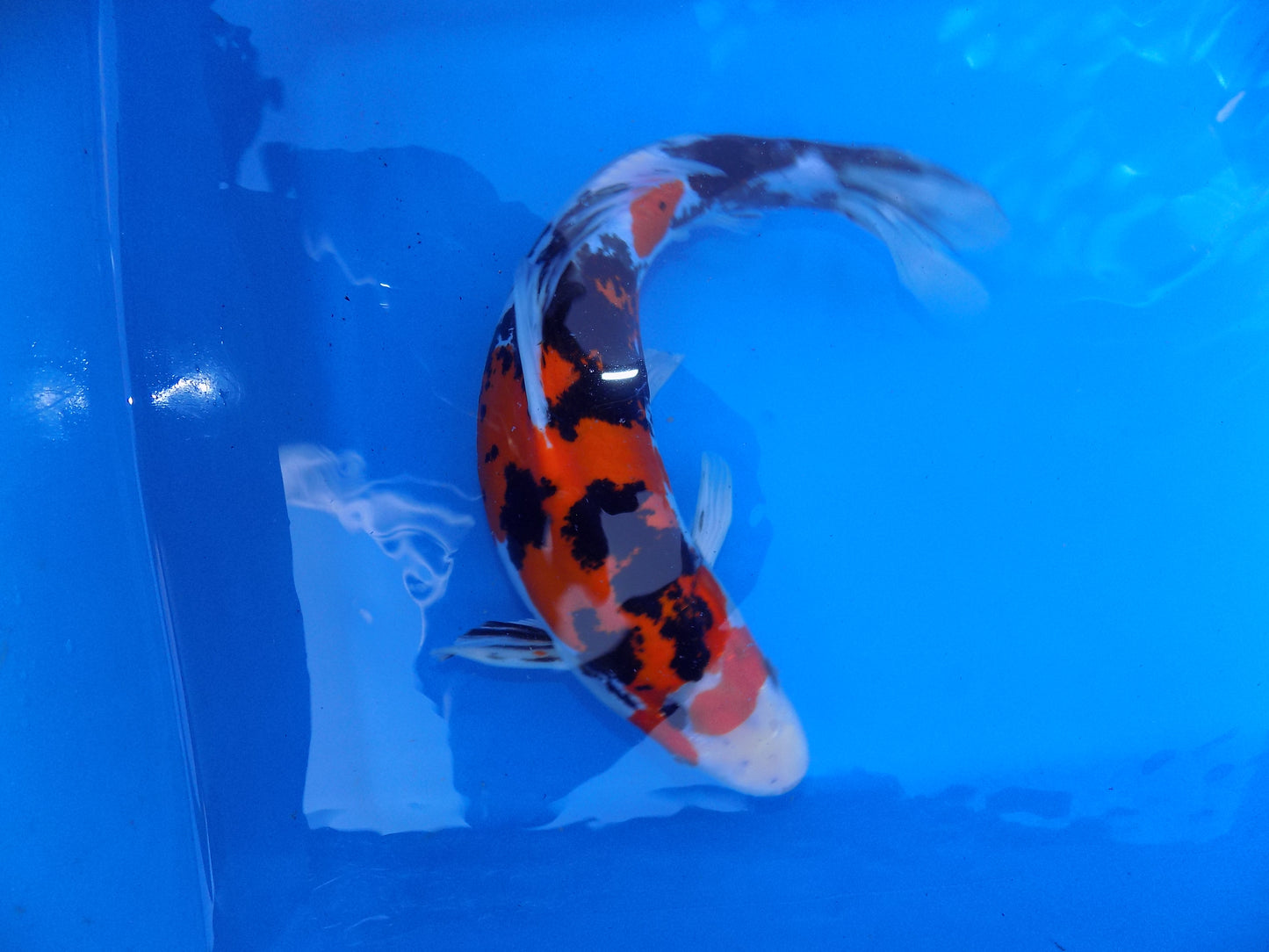 Koi Carp Doitsu Showa High Grade 14"-16"
