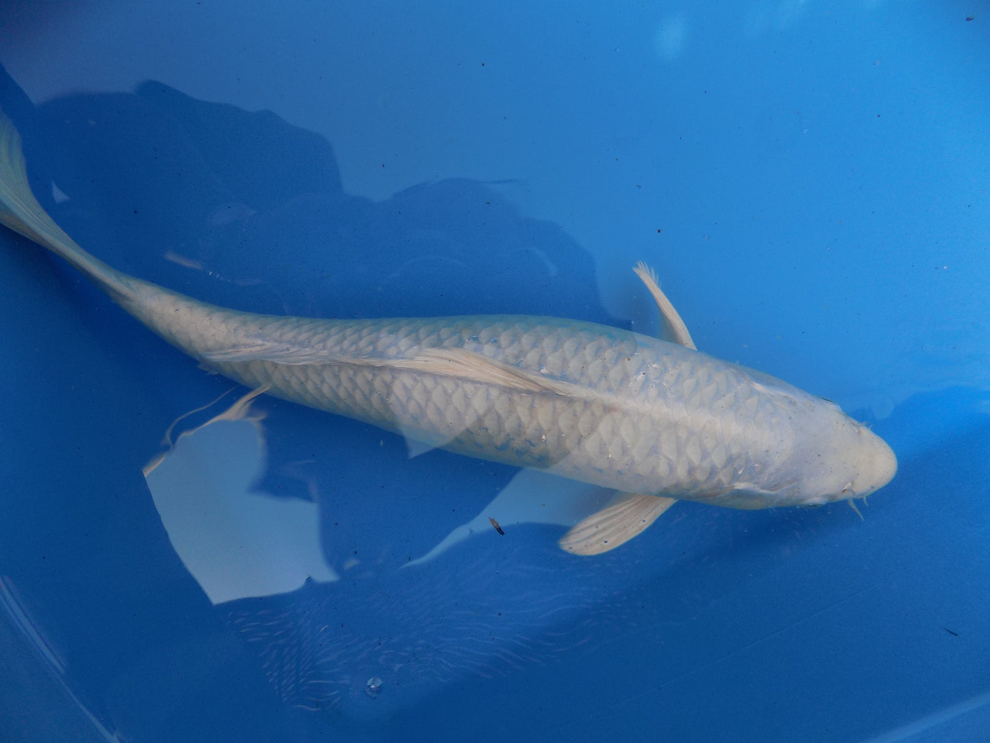 Koi Carp Purachina  High Grade 14"-16"