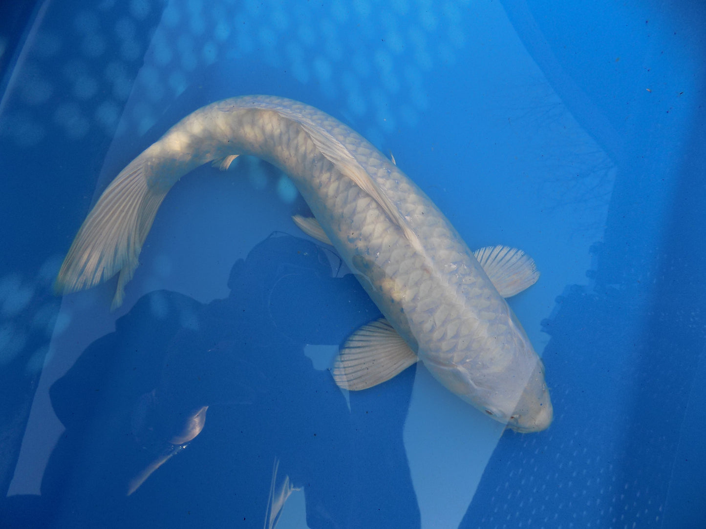 Koi Carp Purachina High Grade 14"-16"