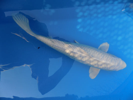 Koi Carp Purachina High Grade 14"-16"