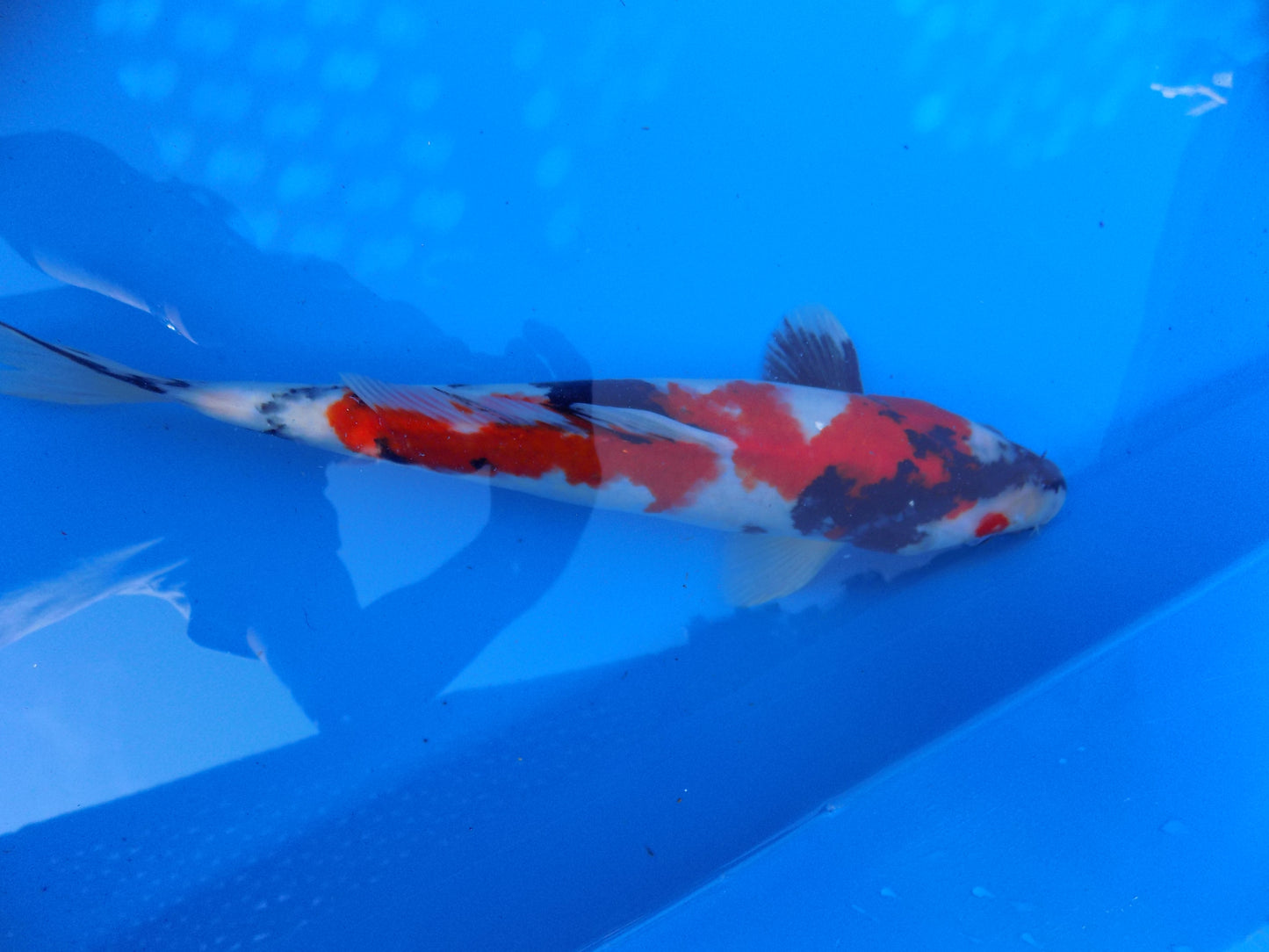 Koi Carp Showa High Grade 14"-16"