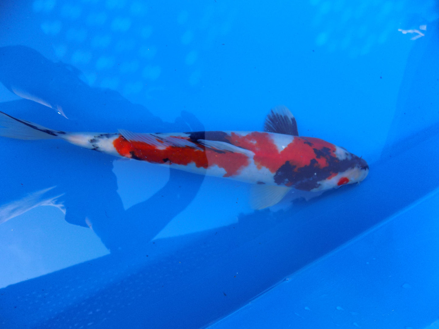 Koi Carp Showa  High Grade 14"-16"