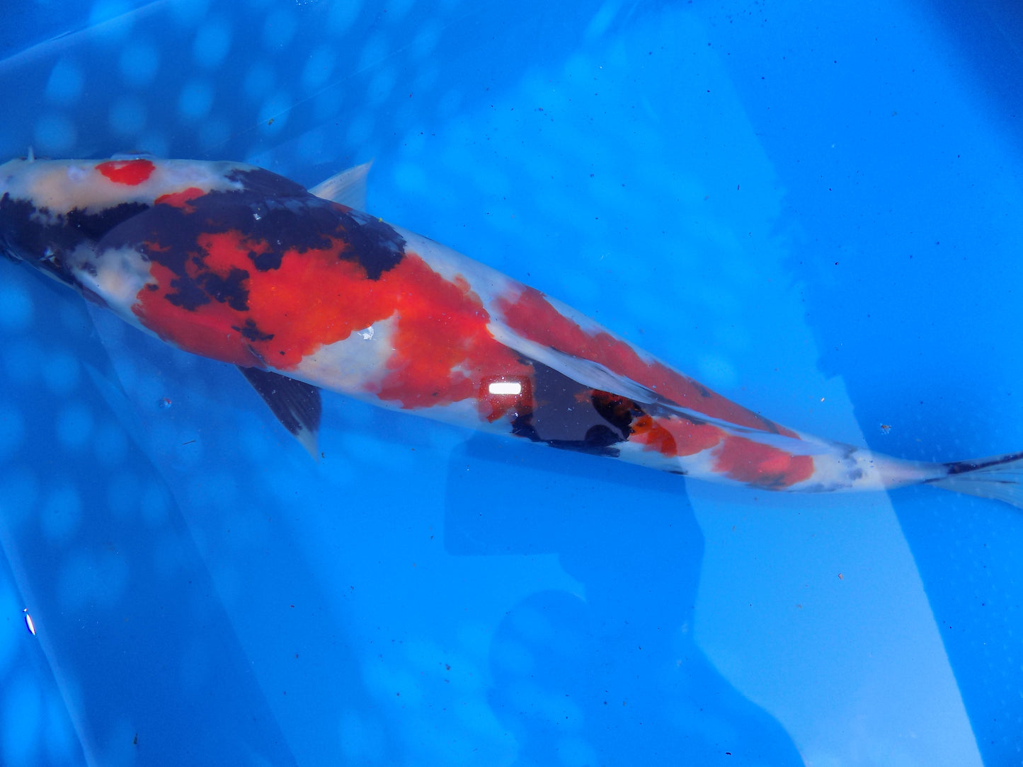 Koi Carp Showa  High Grade 14"-16"