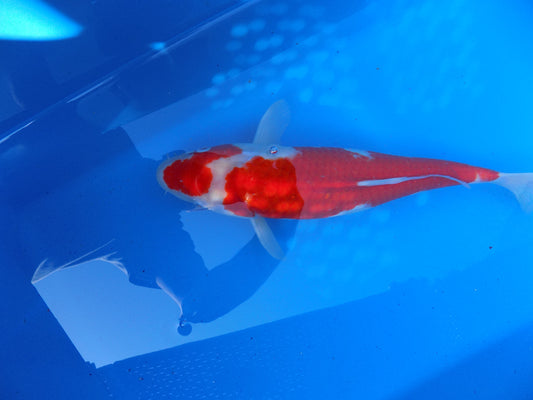 Koi Carp Kohaku High Grade 14"-16"
