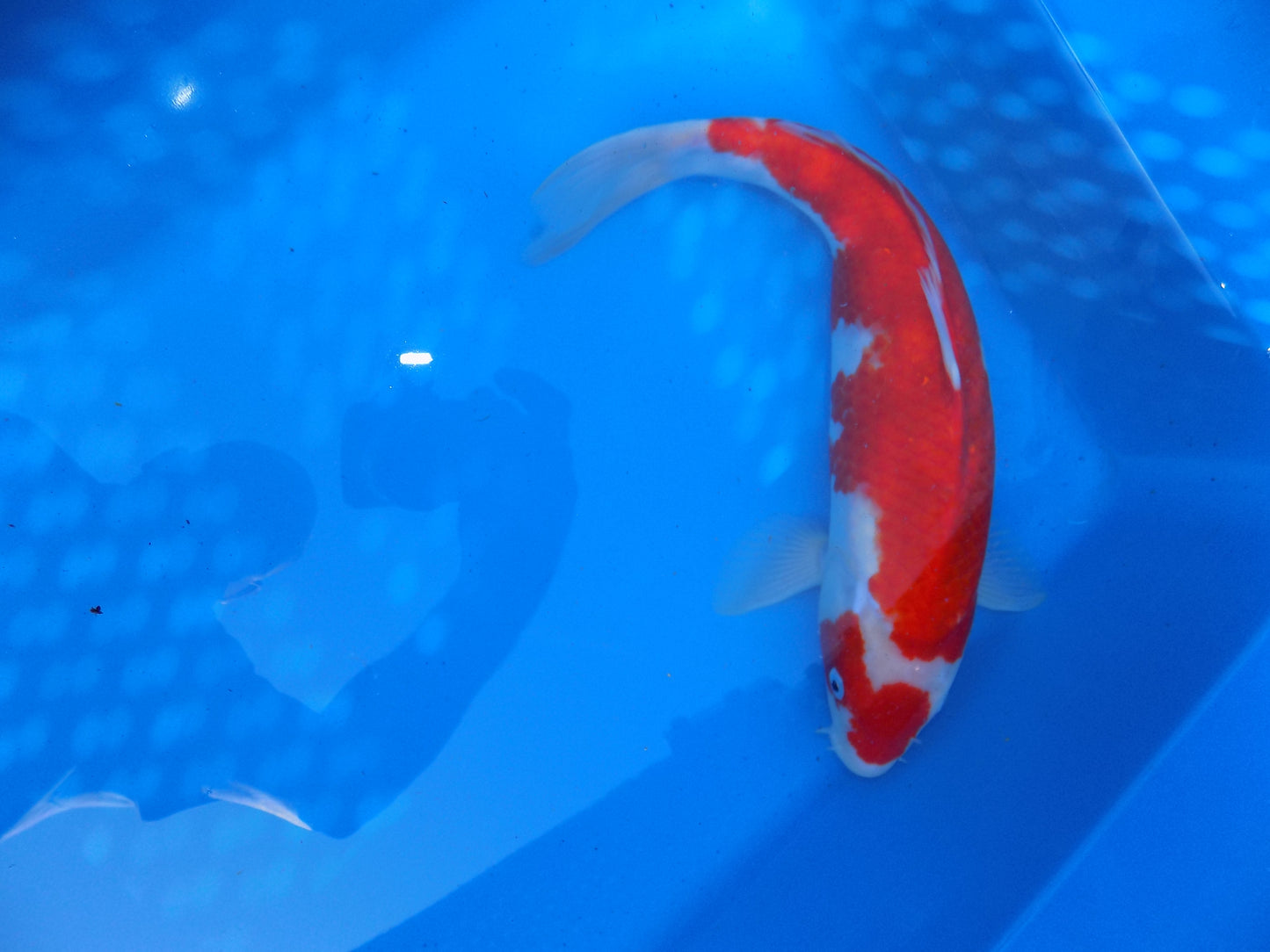 Koi Carp Kohaku High Grade 14"-16"