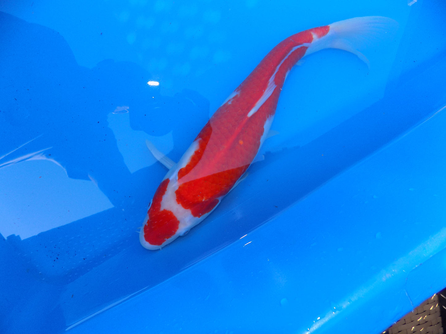 Koi Carp Kohaku High Grade 14"-16"