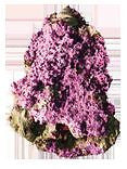 Kent Marine Purple Tech 500ml - Coral & Live Rock - Koidivision - 2