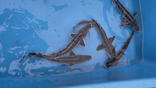 Diamond Back Sturgeon 20-24