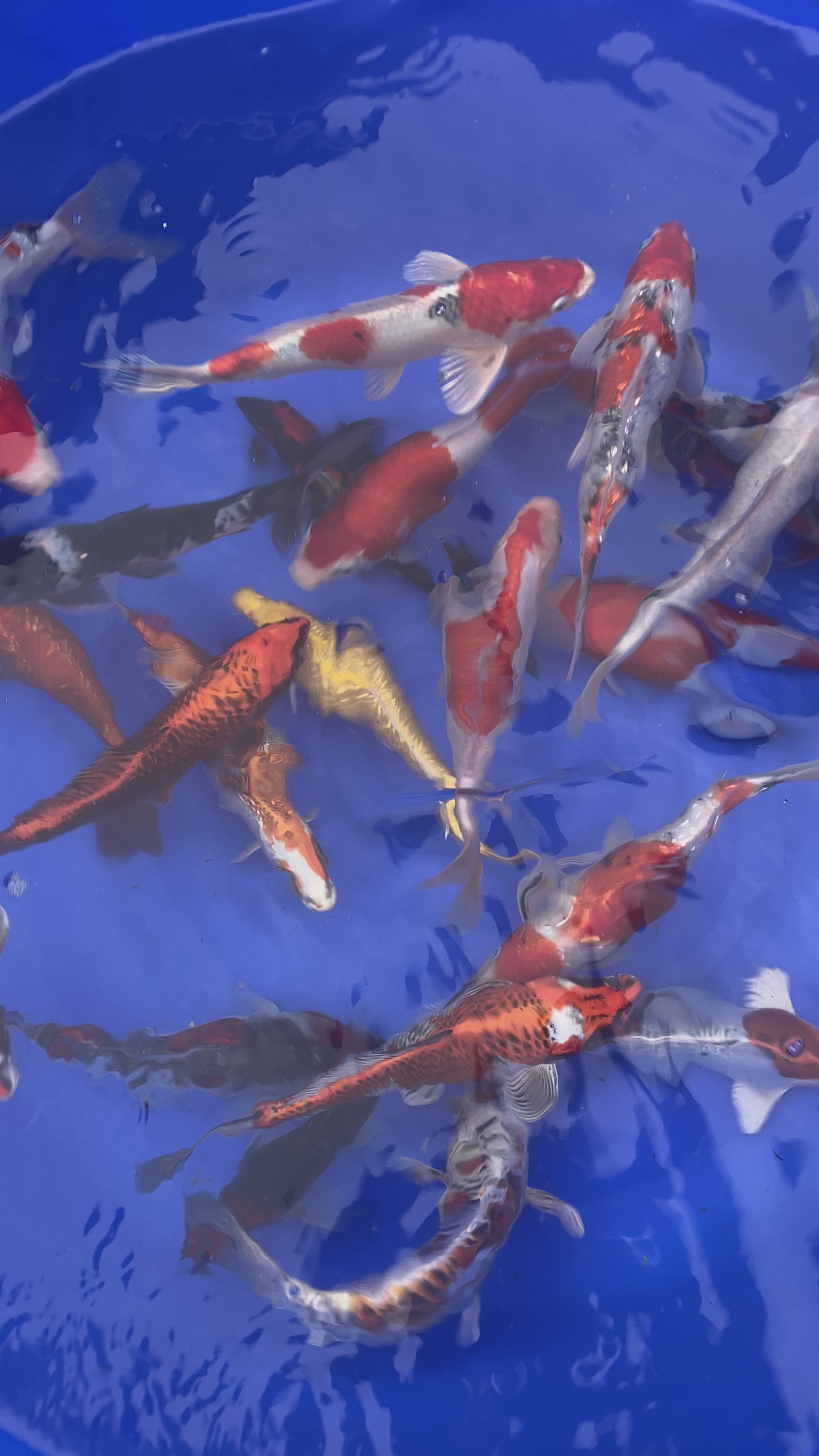 8 10 Koi Carp Fish For Sale High Grade Koidivision