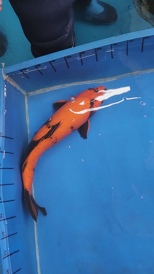 Koi Carp 20-24” Highest Grade Madan Koi
