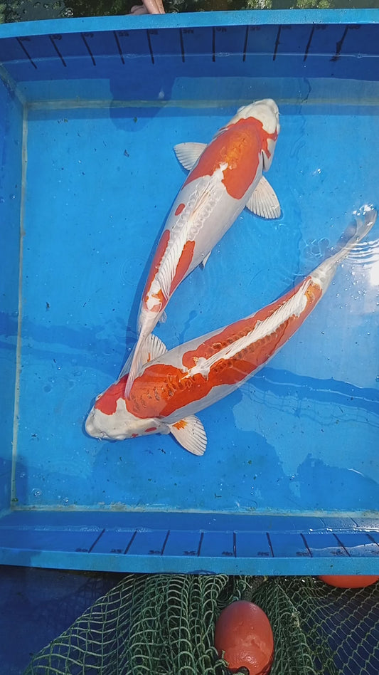 Koi Carp 20-24” Highest Grade Madan Koi